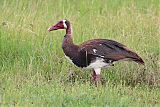 Spur-winged Gooseborder=